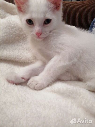 Белый котенок