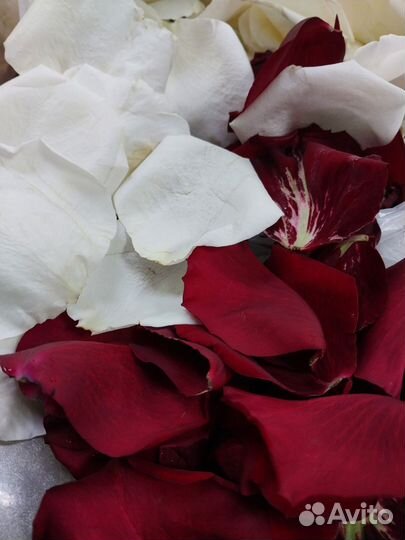 Лепестки роз