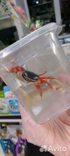 Радужный краб