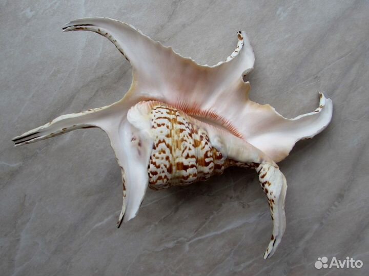 Ракушки - морские раковины в аквариум