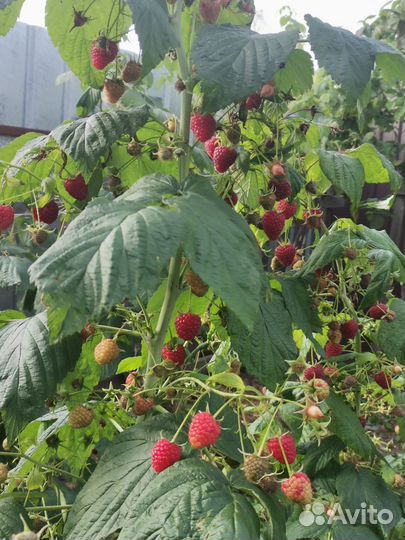 Ремонтантная малина саженцы