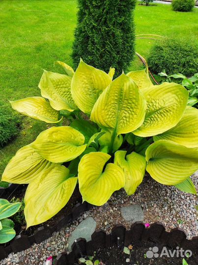 Хоста растение