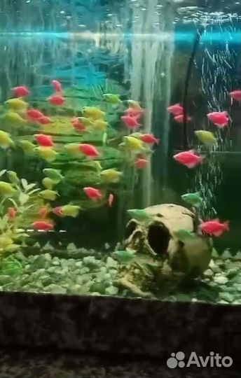 Аквариумные рыбки
