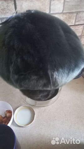 Фуражка мужская. Мех Нерпа. Откладывается ушки