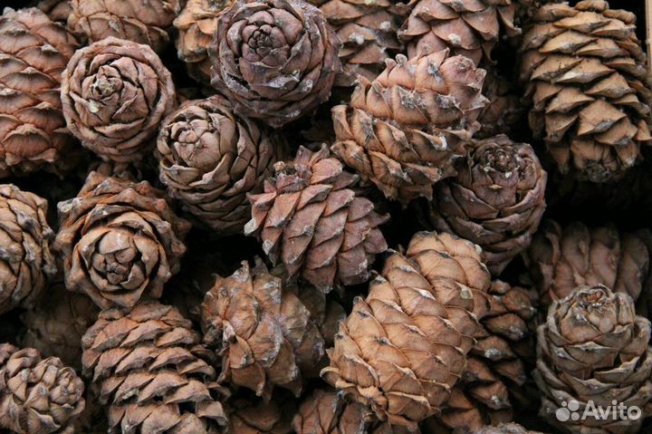 Шишка кедровая прием