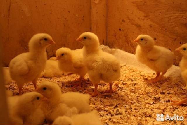 Цыплята Бройлер кобб-500