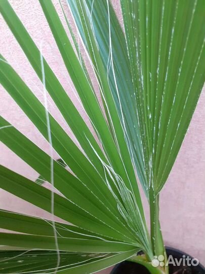 Пальма вашингтония нитевидная