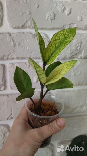 Замиокулькас вариегатный акебоно