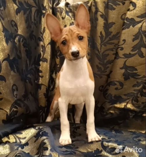 Щенки басенджи