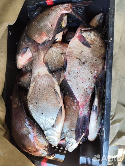 Свежая рыба