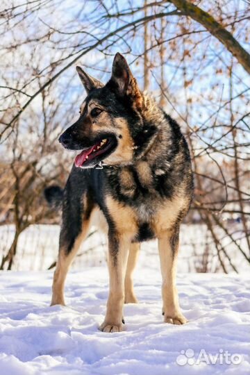 Ариель - собака с тяжелой судьбой