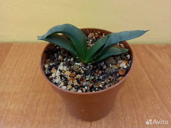 Суккуленты