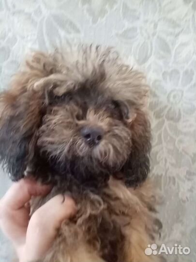 Сестрёнки пуделешки