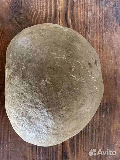 Окаменелости аммониты