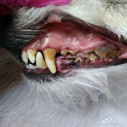 Чистка зубов собакам, кошкам без наркоза