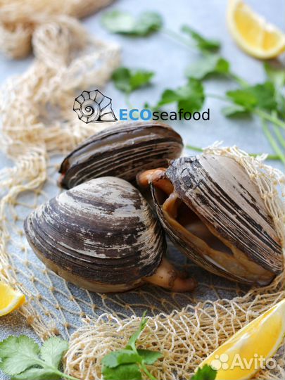 Двустворчатый моллюск Мактра (в ассортименте)