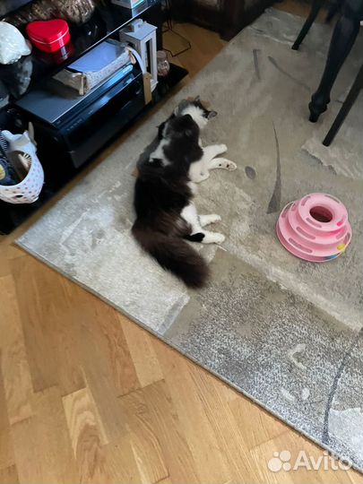 Роскошный Марсик котенок в добрые руки