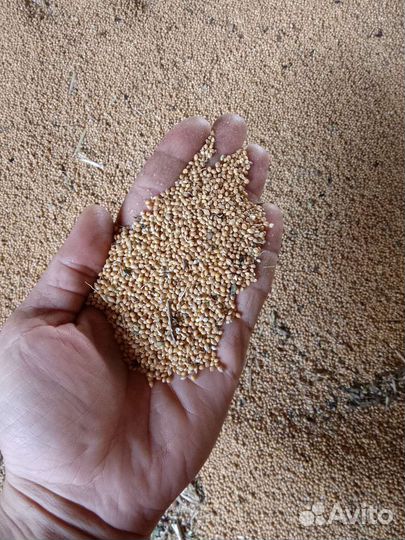 Продам просо