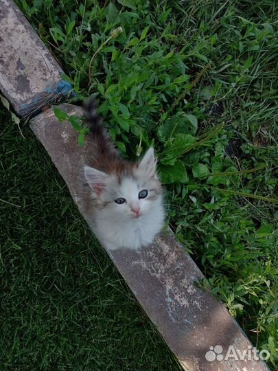 Котята в дар