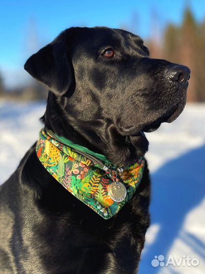 Бандана для собак