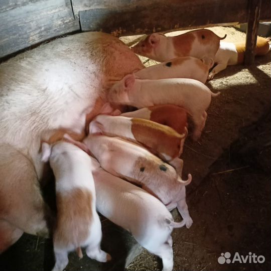 Продажа поросят