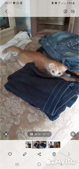 Рыжий котенок вислоухий. Девочка. Возраст 2 месяца