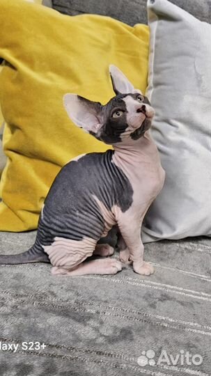 Канадский сфинкс