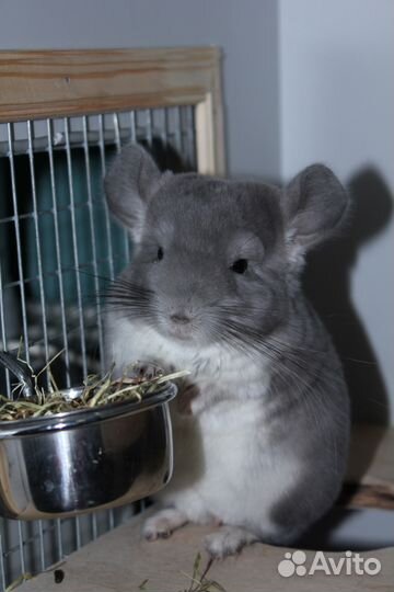 Передержка шиншилл и мелких домашних грызунов