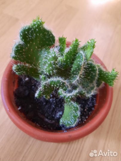 Кактус Аустроцилиндропунция