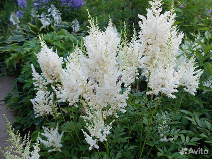 Астильба,гейхера,многолетники