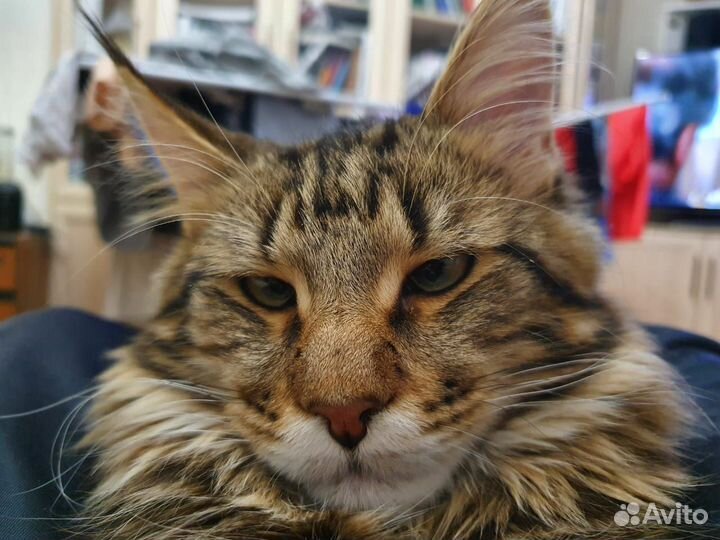 Мейн-кун вязка