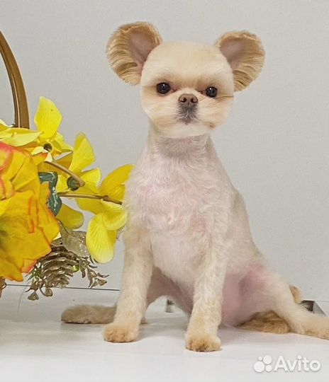 Стрижка собак и кошек, груминг, экспресс-линька