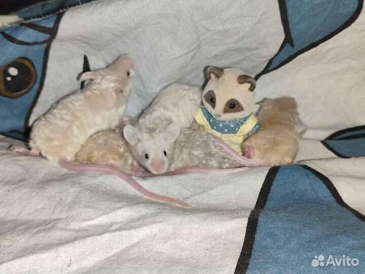 Мышки сатиновые рекс