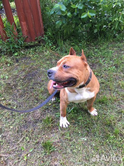 Амстафф вязка