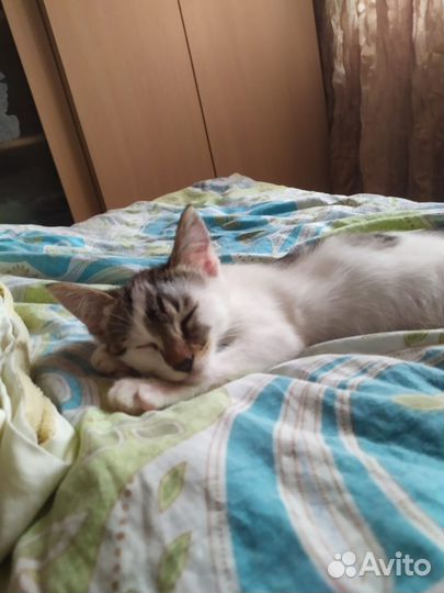 Котенок мальчик