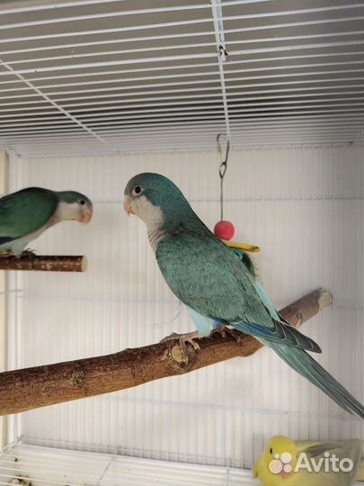 Попугай монах ручные выкормыши