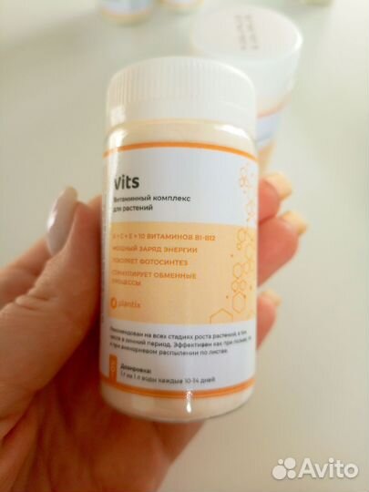 Монстера Индо Минт