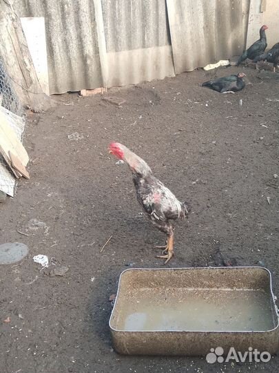 Бойцовский петушок молодой