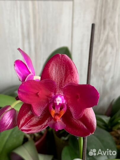 Орхидея фаленопсис бабочка big pink