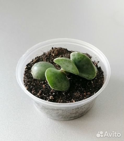 Адромискус Купера. Adromischus. Суккулент