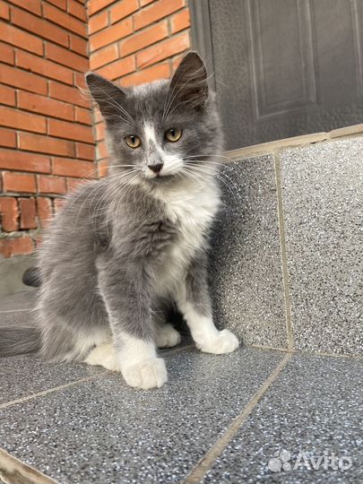 Котята в добрые руки, метис