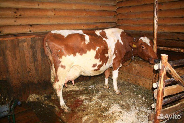 Коровы молочные