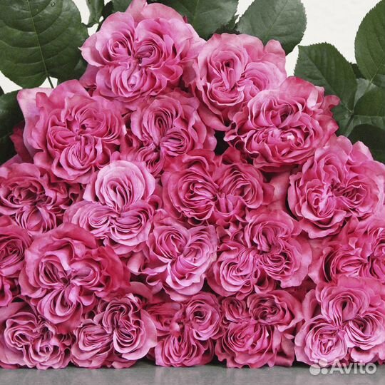 Пионовидная роза Эквадор