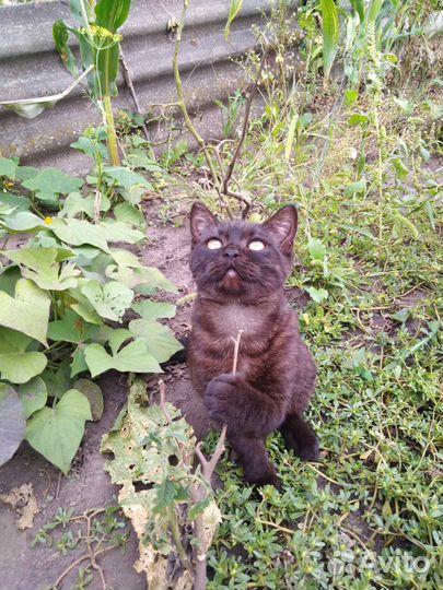 Котенок ищет дом