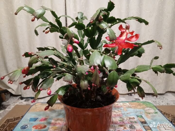 Декабрист от 150- 400