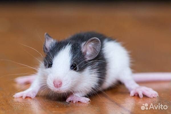 Крысята Дамбо