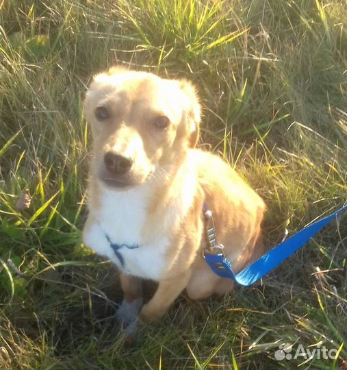 Рыжее солнышко