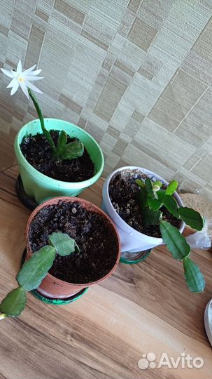 Декабрист шлюмбергера белый