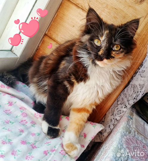 Котенок- трехцветка