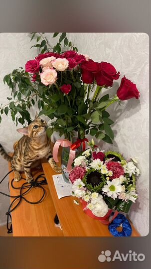 Котик Бенгальский вязка